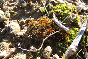 INVENTARIO Y TRASLOCACION DE BRIOFITOS