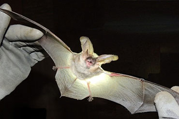 INVENTARIO DE MURCIELAGOS Y MEDIDAS DE TRASLOCACION