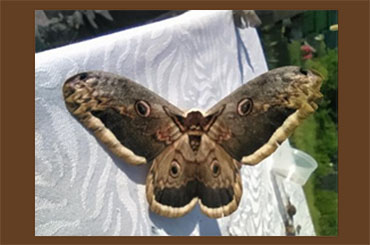 JORNADAS DE INDENTIFICACION DE MARIPOSAS Y FOLLETO INFORMATIVO